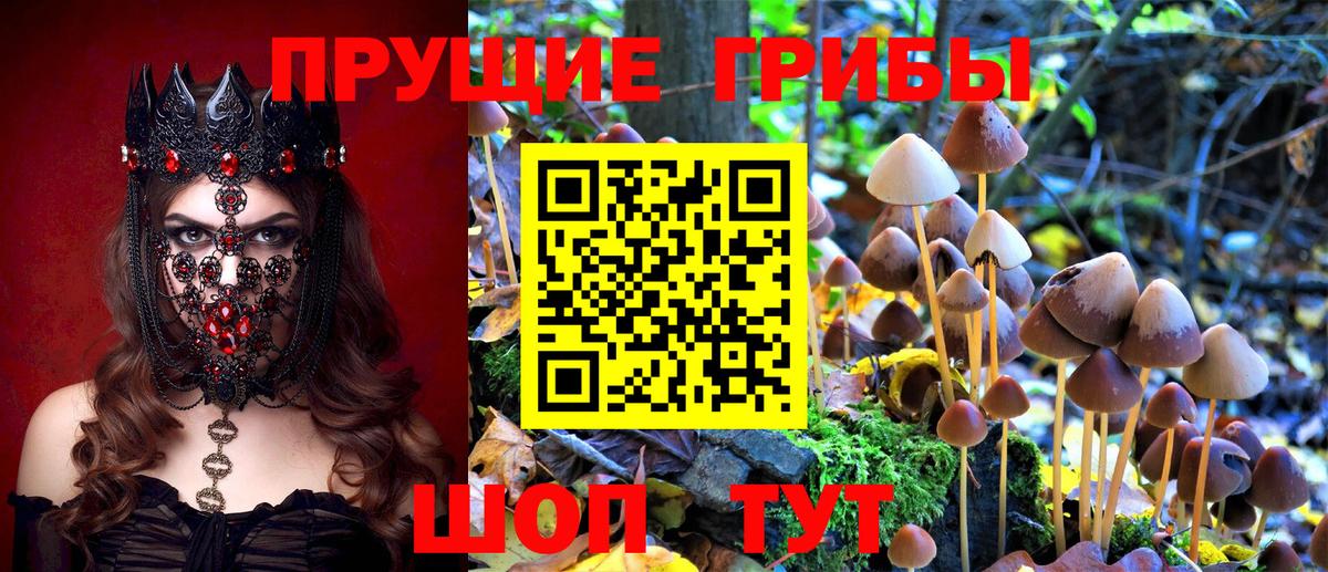 закладка  Галлюциногенные грибы мицелий  Вход с VPN  Людиново  Псилоцибиновые грибы Psilocybe 